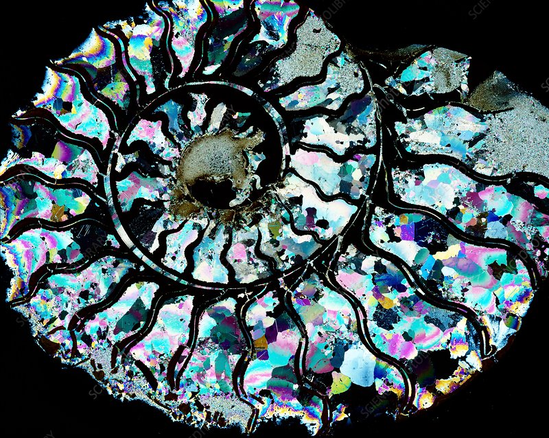 ammonite-thin-section